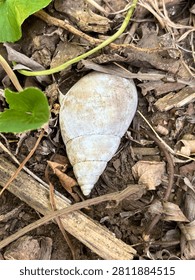 Bleached white land snail shell lying on dry autumn leaves and forest floor soil