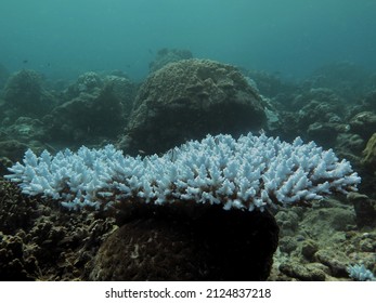 Bleaching Of Coral Branching In Anambas Islands, Indonesia. Coral Bleaching, Coral Reef, Global Warming, Climate Change, Marine Life.