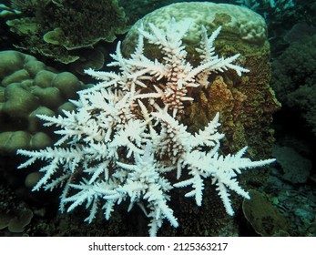 Bleaching Of Coral Branching At Anambas Islands, Kepulauan Riau Province, Indonesia. Coral Bleaching, Coral Reef, Global Warming, Climate Change, Marine Life.