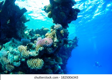 Bleaching In The Coral Reef Surrounding Rose Atoll In National Marine Sanctuary Of American Samoa.