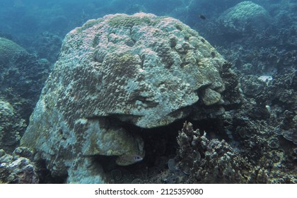 The Bleaching Of Coral Reef That Was Happened At Anambas Islands, Indonesia In 2016. Coral Bleaching, Coral Reef, Global Warming, Climate Change, Marine Life. 