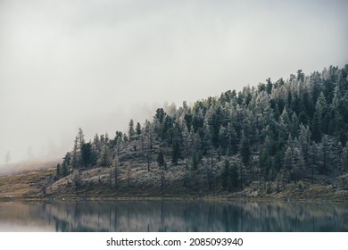 Bleak autumn landscape with mountain lake and coniferous forest with trees in hoarfrost on hillside in thick low cloud. Atmospheric view to larches with white frost on hill in dense fog in autumn.