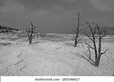 Bleak Baron Landscape In Yellowstone National Park