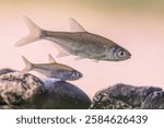 Bleak or Common Bleak (Alburnus alburnus) is a small Freshwater coarse Fish of the cyprinid family. The bleak Freshwater Fish occurs in Europe and Western Asia. Wildlife scene of nature in Europe.