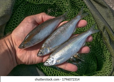 Bleak fishing. Live ablet fish in fisherman hand above fishing keeping net. - Shutterstock ID 1796072314