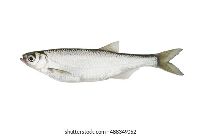 Bleak freshwater fish isolated on white - Shutterstock ID 488349052