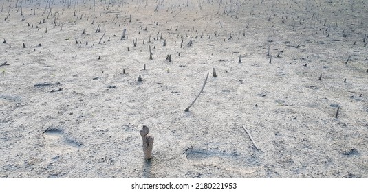 A Bleak Landscape Of A Dry Bottom With The Dead Plants Residues.