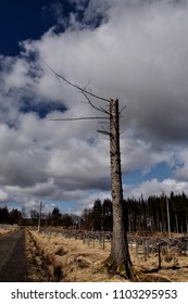 Bleak Tree  In Beecraigs Country Park