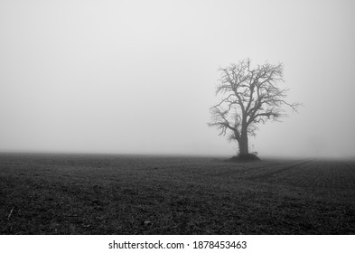 Bleak tree in a meadow in front of very foggy sky in a spooky black and white landscape.