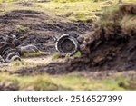 Bleaklow crash site, Peak District. Features the wreckage of a USAF B-29 Superfortress from 1948. A poignant memorial in a rugged, windswept landscape, popular with hikers and history enthusiasts.