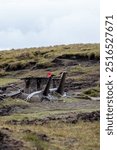 Bleaklow crash site, Peak District. Features the wreckage of a USAF B-29 Superfortress from 1948. A poignant memorial in a rugged, windswept landscape, popular with hikers and history enthusiasts.