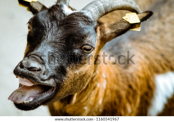 Bleating Goat Close Stock Photo Edit Now