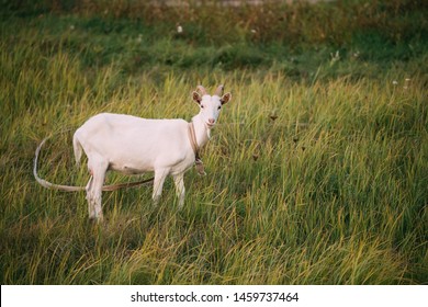 Goat Bleating High Res Stock Images Shutterstock