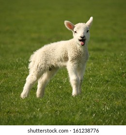 Lamb Bleating High Res Stock Images Shutterstock