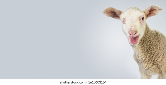 Lamb Bleating High Res Stock Images Shutterstock