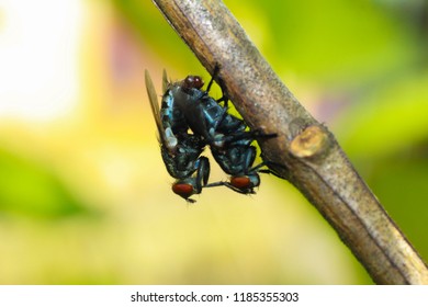 the bleding of two bug