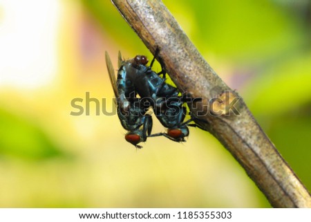 the bleding of two bug