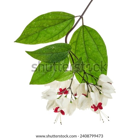 Bleeding glory bower flower, Bleeding heart vine with green leaves, isolated on white background with clipping path                   
