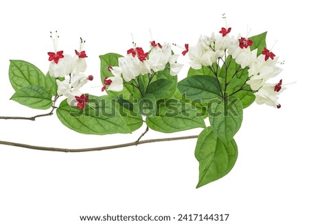 Bleeding glory bower flower, Bleeding heart vine with green leaves, isolated on white background with clipping path   