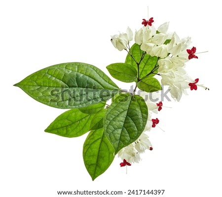 Bleeding glory bower flower, Bleeding heart vine with green leaves, isolated on white background with clipping path   