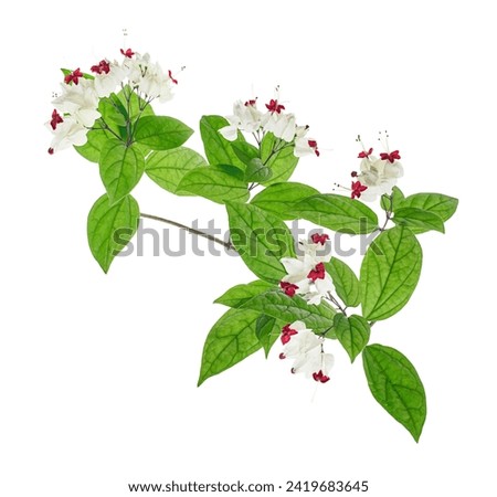 Bleeding glory bower flower, Bleeding heart vine with green leaves, isolated on white background with clipping path                                  