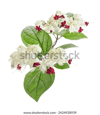 Bleeding glory bower flower, Bleeding heart vine with green leaves, isolated on white background with clipping path                                           