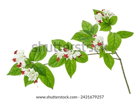 Bleeding glory bower flower, Bleeding heart vine with green leaves, isolated on white background with clipping path                                  