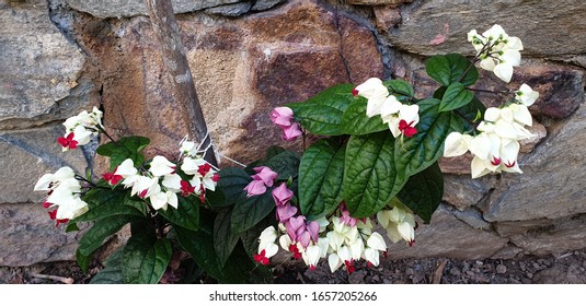 Bleeding Glory Or Clerodendrum. This Plant Gained The Royal Horticultural Society's Award Of Garden Merit