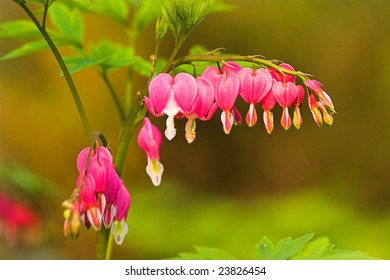 bleeding heart