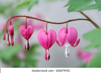 Bleeding heart