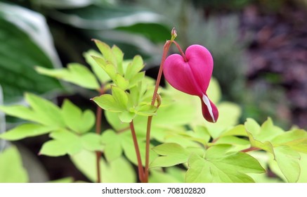 Bleeding heart