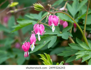 Bleeding Heart blooms form a beautiful arch with a  background of green foliage. the  pink and white blooms are so delicate and  pretty.  - Powered by Shutterstock