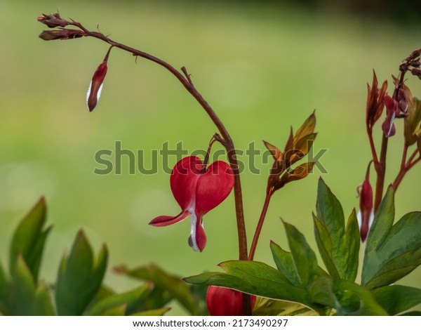 Bleeding heart (Dicentra spectabilis) \'Valentine\'\
flowering with puffy, dangling, bright red heart-shaped flowers\
with a white tip in early\
summer