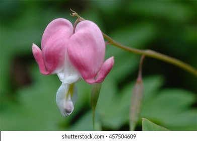 Bleeding Heart Flower