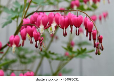 Bleeding Heart Flowers