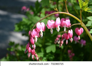 Bleeding Heart Flowers