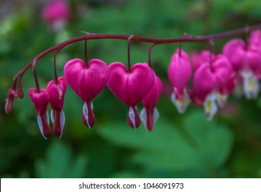 Bleeding Heart Flowers In Bloom