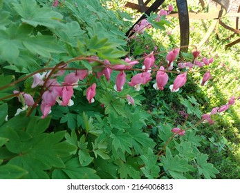 Bleeding Heart Flowers In A Bucks County Pennsylvania Spring Garden