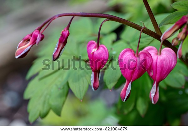 Bleeding Heart
flowers (Dicentra
spectabilis)