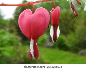 Bleeding Heart  Plant In Bloom Out Front