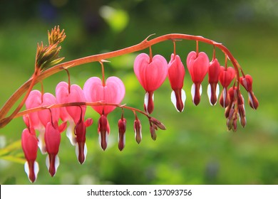 Bleeding Heart Plant Full Bloom