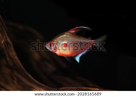 bleeding heart tetra, (Hyphessobrycon erythrostigma), small characins from upper Amazon river swimming in aquarium 