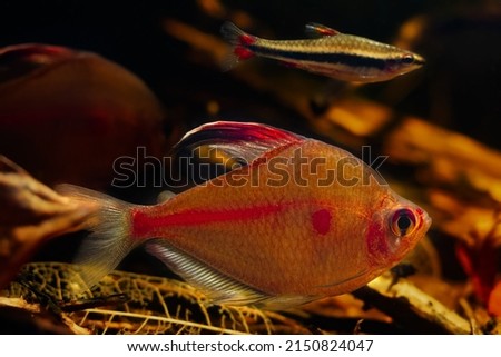 bleeding heart tetra male, golden pencilfish friendly neighbour, neon glowing colors, Rio Negro endemic fish in blackwater style biotope aquarium, low light design with tea color acid water, shallow