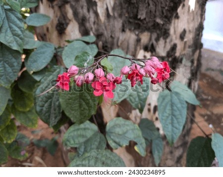 Bleeding heart vine is a twining evergreen from tropical west Africa. Other common names include glory bower, bagflower, bleeding glory bower, tropical bleeding heart, and glory tree