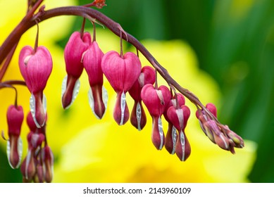 Bleeding Hearts Bloom In A Suburban Garden, Will County, Illinois