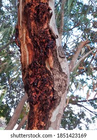 Bleeding Stem Canker Eucalyptus Tree Stock Photo (Edit Now) 1851423169