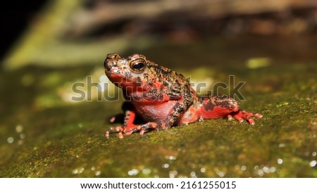 The bleeding toad, fire toad, or Indonesia tree toad Leptophryne cruentata is a species of true toad, family Bufonidae, endemic to Java, Indonesia. This species is endangered