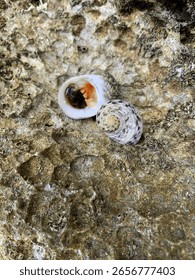Bleeding tooth shells on the waters edge 