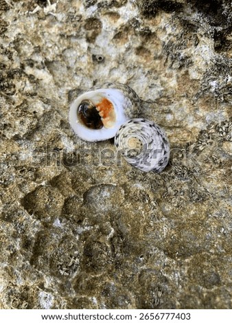 Bleeding tooth shells on the waters edge 