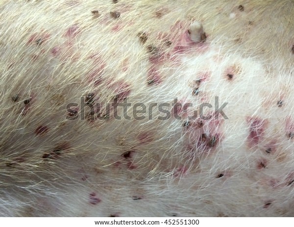Bleeding Under Skin Dog Petechial Hemorrhage Stock Photo Edit Now 452551300